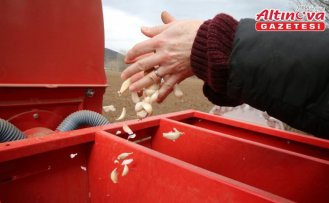 Tokat sarımsağının üretiminin artırılması ve markalaşması için çalışma yürütülüyor