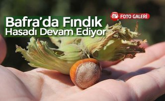 Bafra’da Fındık Hasadı Devam Ediyor