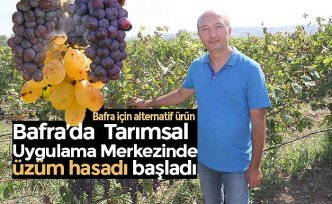 Bafra’da  Tarımsal Uygulama Merkezinde üzüm hasadı başladı