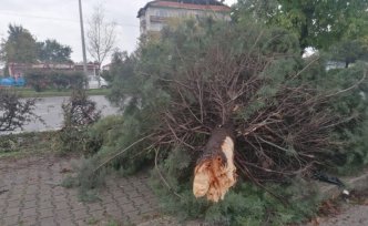 Samsun'da ağaca çarpıp takla atan otomobildeki karı koca hayatını kaybetti