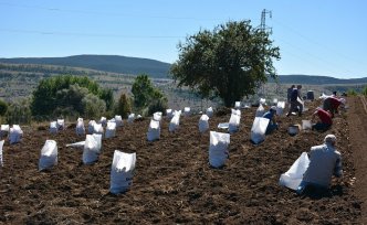 Tokat'ta “Başçiftlik beyazı“nın hasadına başlandı