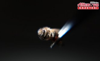 Akademisyenler, arı sütünün hormonları dengeleyerek üreme sağlığını desteklediğini belirledi