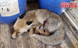Çorum'da yaralı bulunan tilki koruma altına alındı