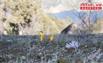 Çorum'da baharın müjdecisi çiğdemler erken açtı