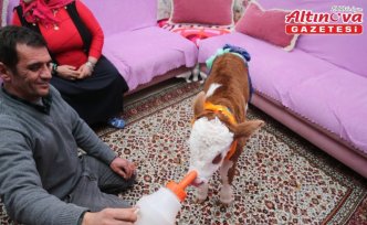 Tokat'ta yeni doğan buzağıya “üşümesin“ diye evde bakıyorlar