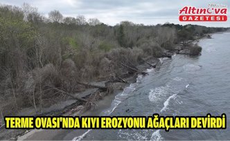 Terme Ovası'nda kıyı erozyonu ağaçları devirdi