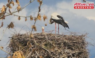 Amasya'da leylekler bahar mevsimiyle yuvalarına döndü