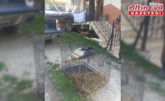 Bolu'da yaralı bulunan leylek tedaviye alındı