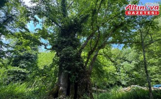 Bartın'da yaklaşık 500 yıllık çınar ağacı için “anıt ağaç“ tescil başvurusu yapıldı