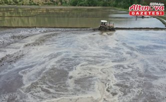 Kastamonu'da çeltik ekim dönemi leylekler için av fırsatına dönüşüyor