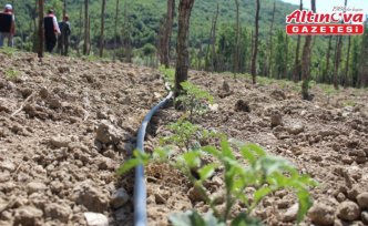 Pazar'da domates ve şeker fasulye alanları ekime hazırlanıyor