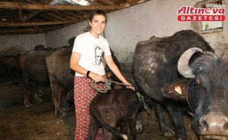 Amasyalı çift döndükleri Amasya'daki köylerinde manda yetiştiriyor