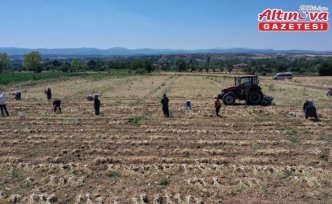 Coğrafi işaretli Taşköprü sarımsağının hasadı kavurucu sıcakta yapılıyor