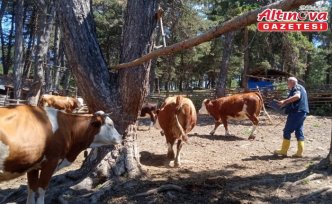 Gümüşhacıköy'de şap hastalığına karşı aşılama çalışmaları sürüyor