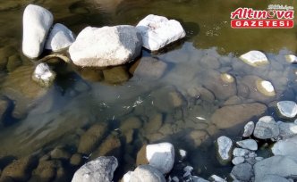 Samsun'da Yeşil deresindeki balık ölümleriyle ilgili inceleme başlatıldı