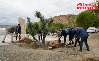 Osmancık'ta vakıf arazisine asırlık zeytin ağaçları dikildi