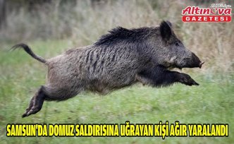 Samsun'da domuz saldırısına uğrayan kişi ağır yaralandı