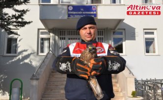 Amasya'da yaralı kızıl şahin korumaya alındı