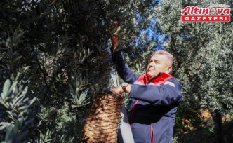 Artvin'de lezzet ödüllü “Butko zeytini“ hasadı başladı