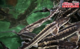 Nesli tükenme tehlikesi altındaki mersin balığını korumak için 15 yıldır çalışıyorlar