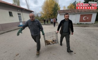 Amasya'da yaralı halde okul bahçesine sığınan tilki koruma altına alındı