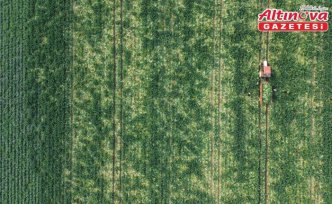 Bafra Ovası'nda karnabahar hasadı başladı