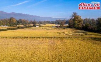 Düzce'de damla sulama sistemi uygulanan coğrafi işaretli Konuralp pirinci hasat edildi