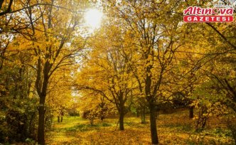 Giresun'da dut bahçeleri sonbahar renklerine büründü