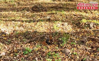 Samsun'da mesire alanındaki sincaplar görüntülendi