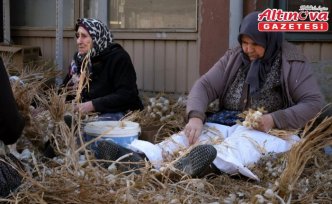 Taşköprü'de sarımsak üreticileri “sıvama“ adı verilen temizlik işlemini yapıyor