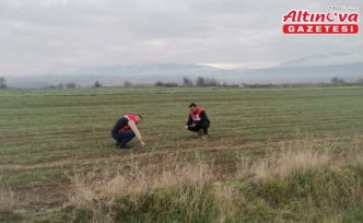 Çorum'da ekim alanlarında fenolojik gözlem yapıldı