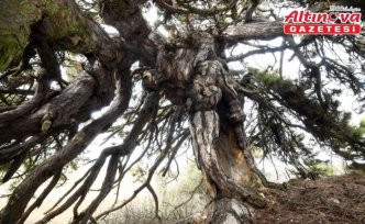 Dalları aşağıya doğru uzanan çam ağacı şemsiyeyi andıran görüntüsüyle dikkat çekiyor