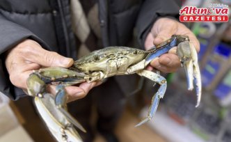 Sinop'ta balıkçıların ağına mavi yengeç takıldı