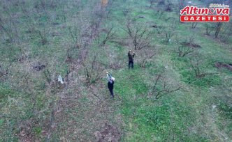 Uzmanlar kahverengi kokarcayla mücadelede yarasaları kullanacak