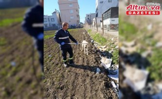 Adana'da sahipsiz köpekler ekipler tarafından toplanıyor