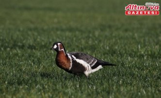 Rize'de Sibirya kazı görüntülendi