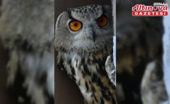 Artvin'de yaralı bulunan puhu tedavisinin ardından doğaya bırakıldı