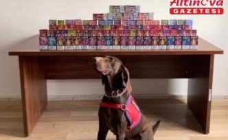 Bolu'da kaçak sigara operasyonunda 1 zanlı yakalandı