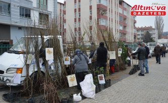 Havza'da meyve ve ağaç fidanları satışa çıktı
