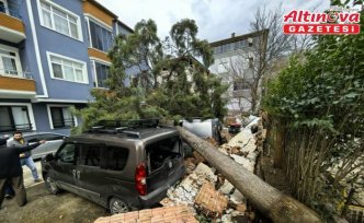 Samsun'da şiddetli rüzgar nedeniyle devrilen ağaçlar 3 araca zarar verdi