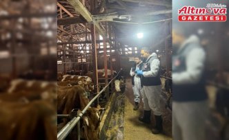 Rize’de ilkbahar şap aşılama çalışmaları başladı