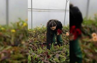 Genç kadın çiftçi aldığı destekle ailesinin çiçek serasını büyüttü