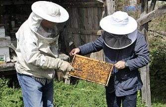 İklim değişikliği ve gal arısı zararlısı kestane balı rekoltesini olumsuz etkiliyor
