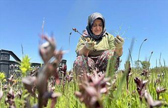 Samsun'da özel izinle yetiştirilen salep orkidesi üreticisine gelir kapısı oldu