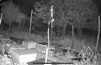 Bolu'da kovanlardan bal yemek isteyen ayıların elektrikli tel engeline takılması kamerada