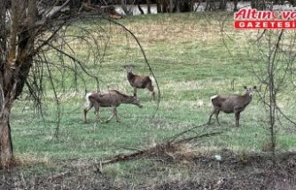 Giresun'da sürü halindeki kızıl geyikler görüntülendi