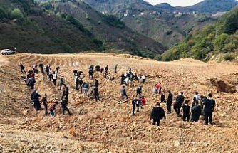 Espiye'de üniversite öğrencileri fidan dikti