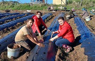 19 Mayıs'ta “Engiz çileği“ üretiminin artırılmasına çalışılıyor