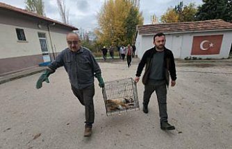 Amasya'da yaralı halde okul bahçesine sığınan tilki koruma altına alındı