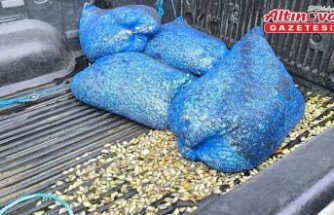 Samsun'da denizde çuvallara saklanmış 200 kilogram midye ele geçirildi